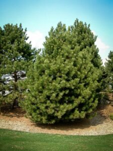 Сосна Чёрная (Pinus Nigra) купить по цене от 270.00р. в интернет-магазине «Посадика» с доставкой почтой в в Камызяке и по всей России – [изображение №1].