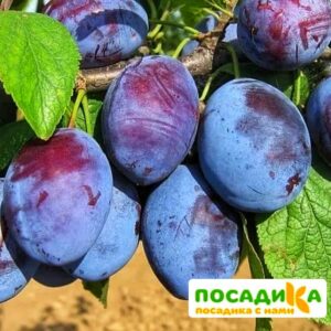 Слива Чачакская ранняя купить по цене от 229.00р. в интернет-магазине «Посадика» с доставкой почтой в в Камызяке и по всей России – [изображение №1].