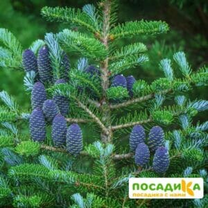 Пихта корейская (Abies koreana) купить по цене от 450.00р. в интернет-магазине «Посадика» с доставкой почтой в в Камызяке и по всей России – [изображение №1].