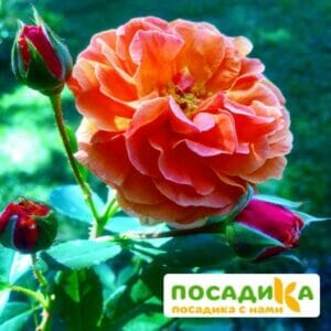 Роза Арабия купить по цене от 350.00р. в интернет-магазине «Посадика» с доставкой почтой в в Камызяке и по всей России – [изображение №1].