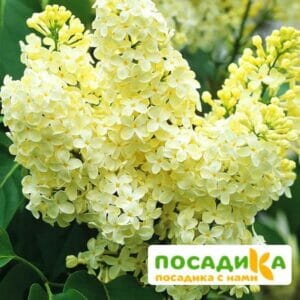 Сирень Примроуз (Primrose) купить по цене от 529.00р. в интернет-магазине «Посадика» с доставкой почтой в в Камызяке и по всей России – [изображение №1].