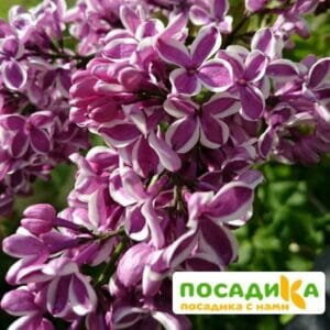 Сирень Сенсация купить по цене от 529.00р. в интернет-магазине «Посадика» с доставкой почтой в в Камызяке и по всей России – [изображение №1].