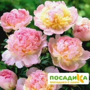 Пион Распберри Сандей (Paeonia Raspberry Sundae) купить по цене от 959р. в интернет-магазине «Посадика» с доставкой почтой в в Камызяке и по всей России – [изображение №1].