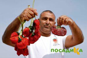 Клубника Гигант Джорнея купить по цене от 266р. в интернет-магазине «Посадика» с доставкой почтой в в Камызяке и по всей России – [изображение №1].