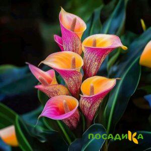 Калла Оникс купить по цене от 450р. в интернет-магазине «Посадика» с доставкой почтой в в Камызяке и по всей России – [изображение №1].