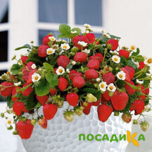 Клубника Рубиновый Шепот (горшечная) купить по цене от 240р. в интернет-магазине «Посадика» с доставкой почтой в в Камызяке и по всей России – [изображение №1].