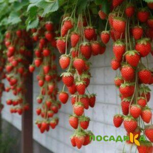 Клубника вьющаяся Комплимент купить по цене от 470р. в интернет-магазине «Посадика» с доставкой почтой в в Камызяке и по всей России – [изображение №1].