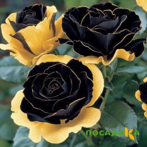 Роза Ханни Сикл купить по цене от 700р. в интернет-магазине «Посадика» с доставкой почтой в в Камызяке и по всей России – [изображение №1].