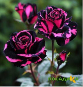 Роза Багровый Шепот купить по цене от 366р. в интернет-магазине «Посадика» с доставкой почтой в в Камызяке и по всей России – [изображение №1].
