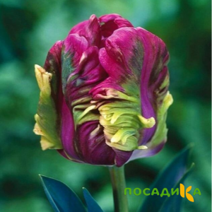 Тюльпан Экзотик Хэвен купить по цене от 186р. в интернет-магазине «Посадика» с доставкой почтой в в Камызяке и по всей России – [изображение №1].