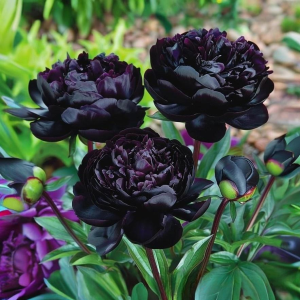 Пион Королевский Бархат купить по цене от 419р. в интернет-магазине «Посадика» с доставкой почтой в в Камызяке и по всей России – [изображение №1].